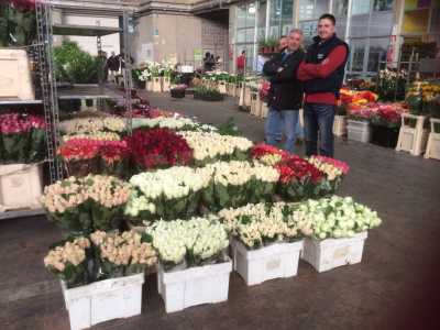 Due venditori mostrano orgogliosamente le proprie rose